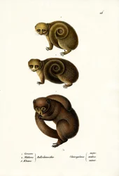 Dwarf Lemur, 1824